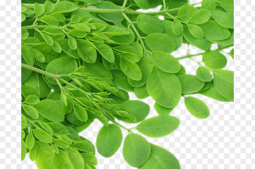Moringa Seed Leaves Drumstick Tree Nutrient Leaf Superfood Herb PNG