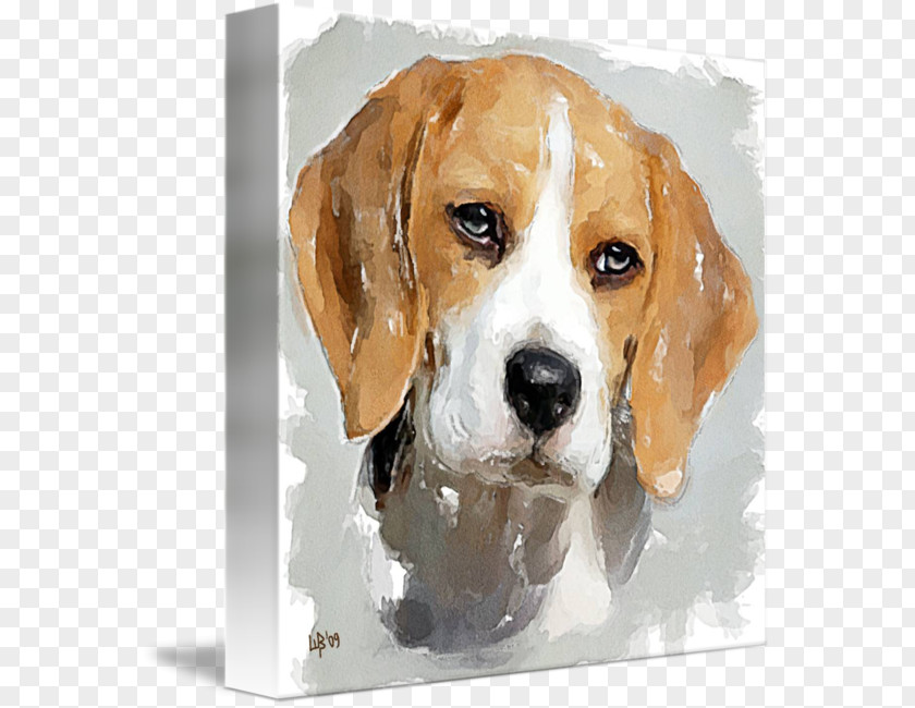Painting Beagle-Harrier English Foxhound American PNG