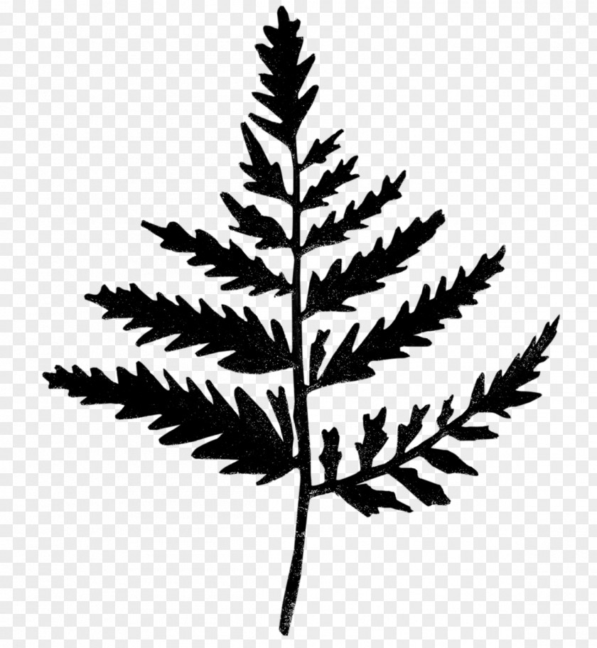 Plant Stem Leaf Twig Line Silhouette PNG