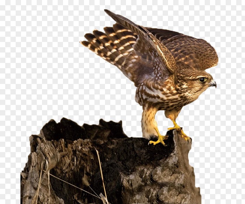 Eagle Hawk Falconidae PNG