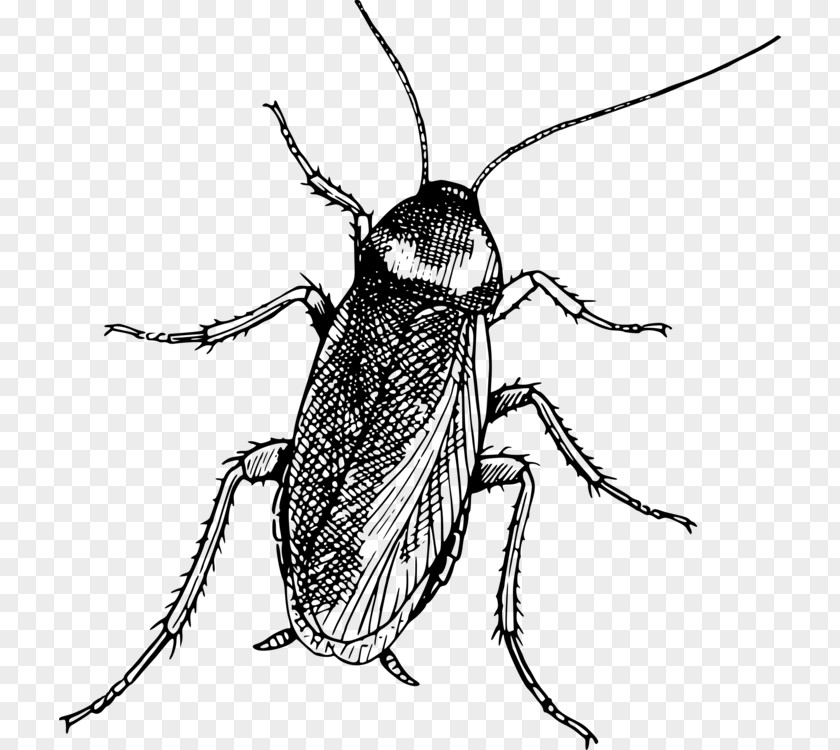 Ground Beetle Drawing Insect PNG