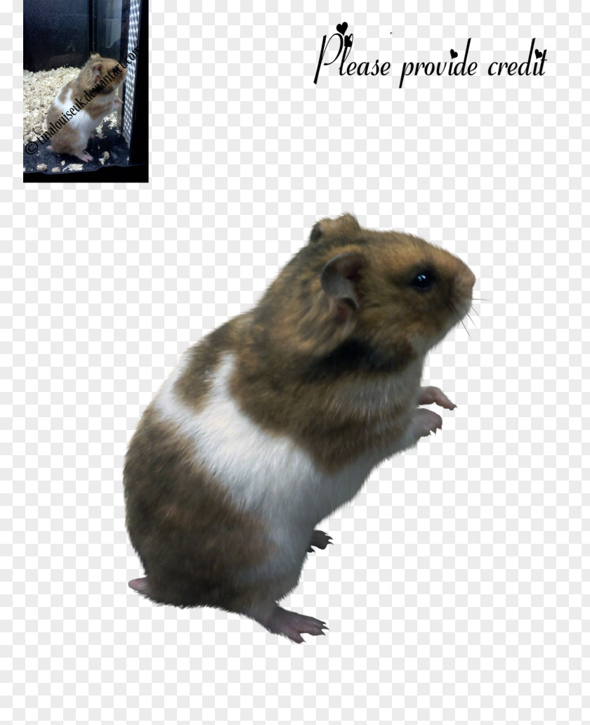Hamster Rodent Gerbil Mouse Rat PNG