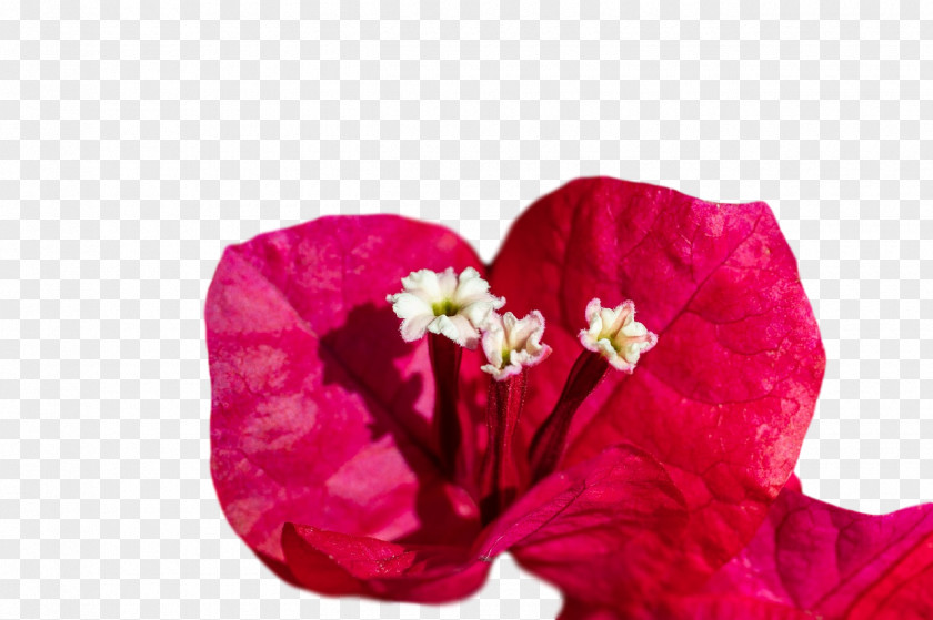 Petal Cut Flowers Close-up Flower PNG