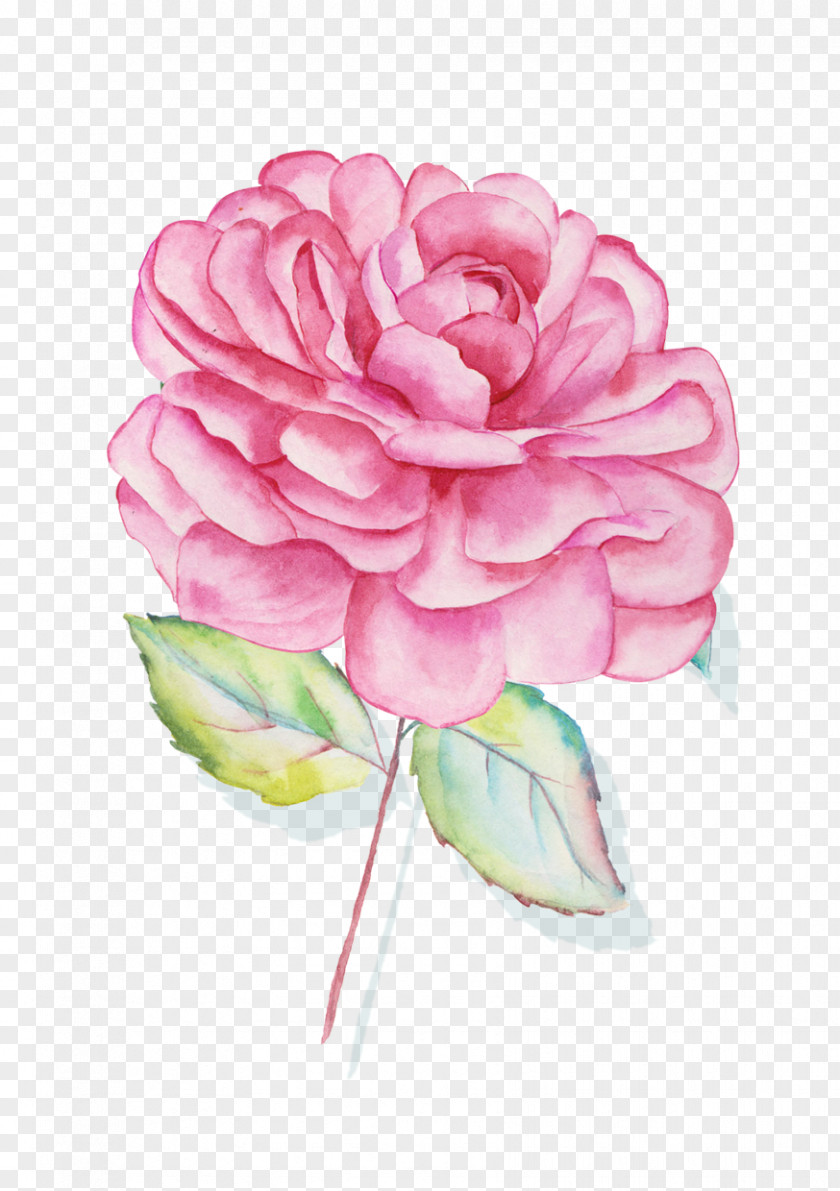 Rose Centifolia Roses Garden Floral Design Pink Cut Flowers PNG