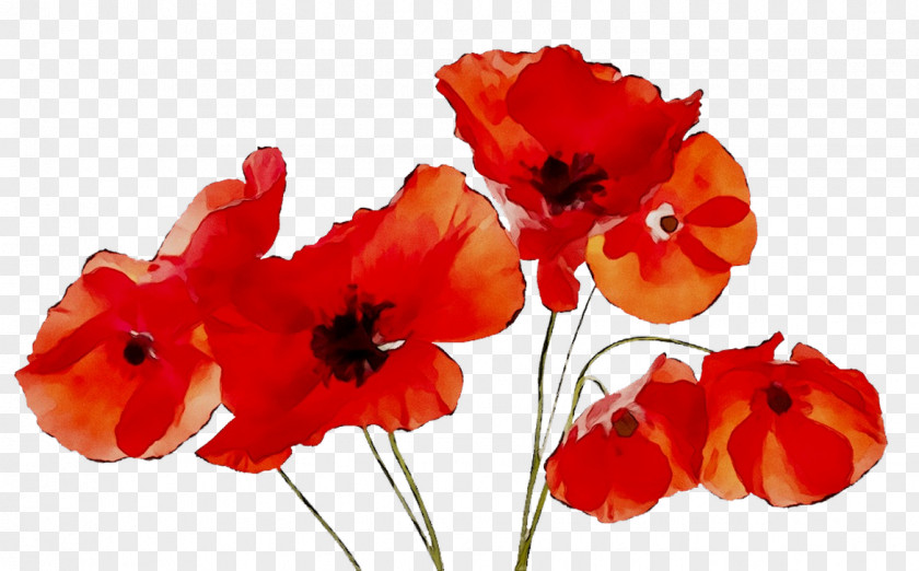 Winnipeg Transit Poppy Armistice Day Veteran PNG