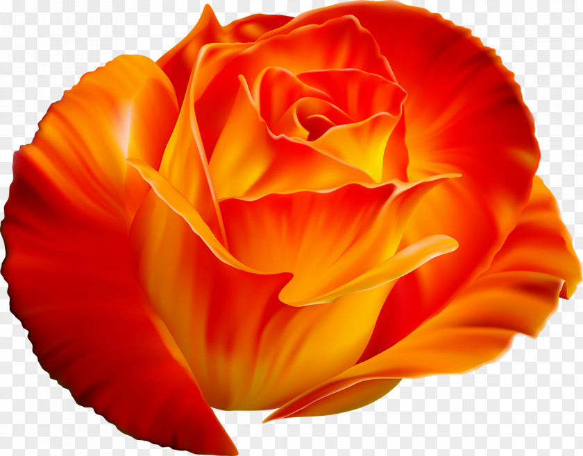 Yellow Rose Stock Photography Photorealism PNG