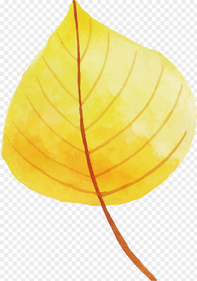 Autumn Leaf Colorful PNG