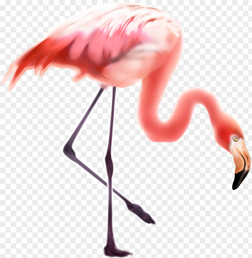 Bird Greater Flamingo Flamingos PNG