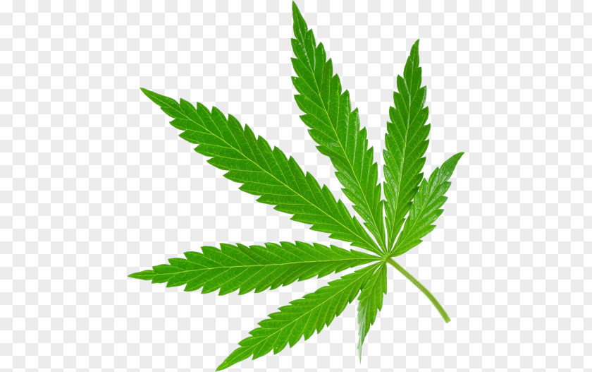 Cannabis Medical Clip Art Image PNG