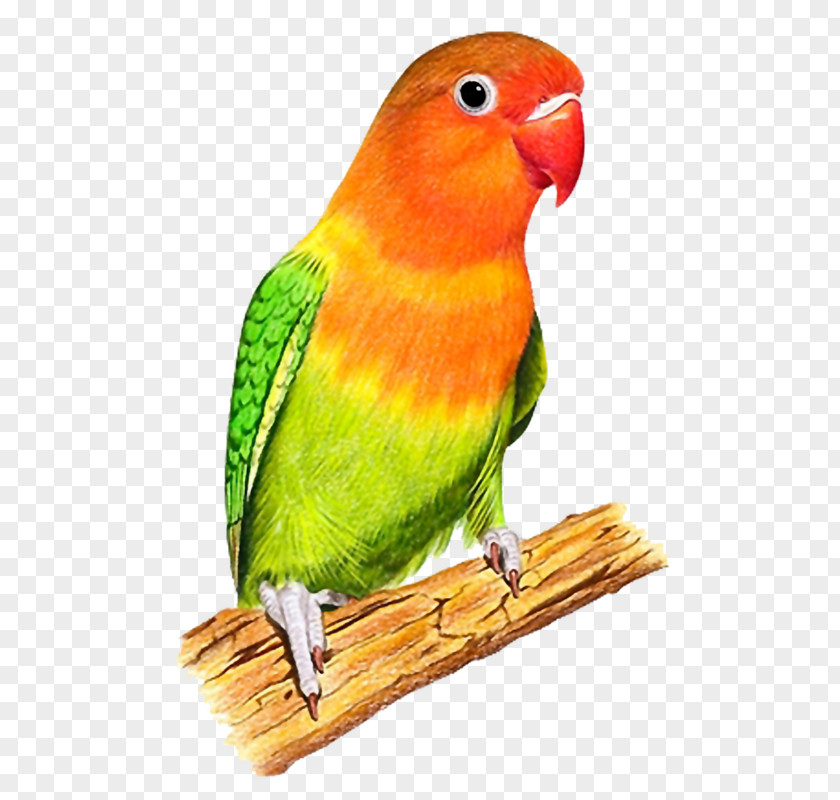 Colored Parrot Budgerigar Lovebird Lilac-tailed Parrotlet PNG