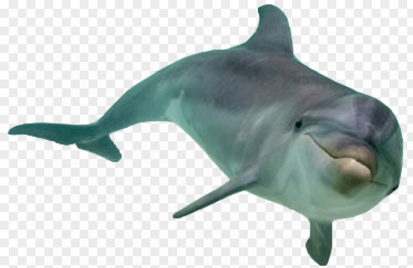 Dolphin Transparency Clip Art Common Bottlenose Tucuxi PNG