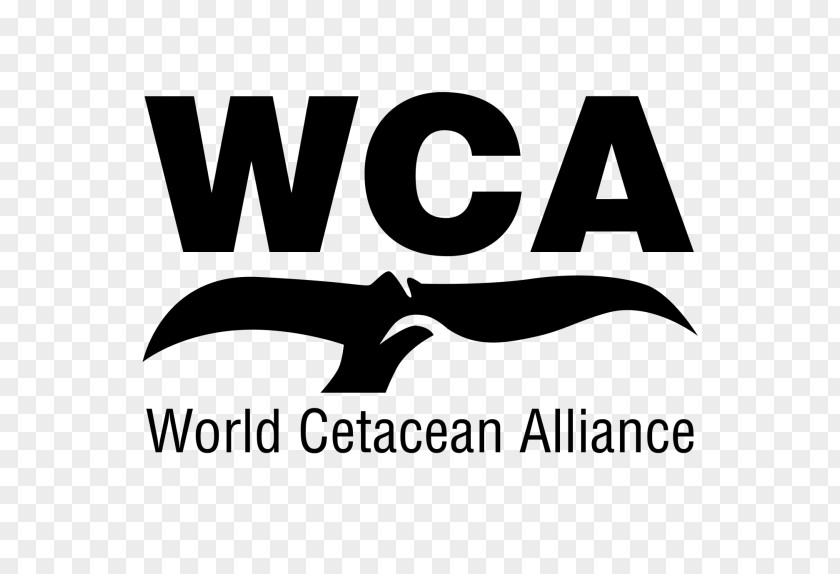 Dolphin Whale Conservation Cetaceans World Cetacean Alliance Watching Porpoise PNG