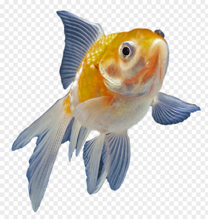 Fish Goldfish Aquarium Ornamental PNG