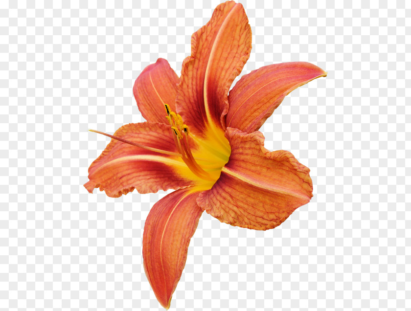 Flower Lilium Bulbiferum Clip Art PNG