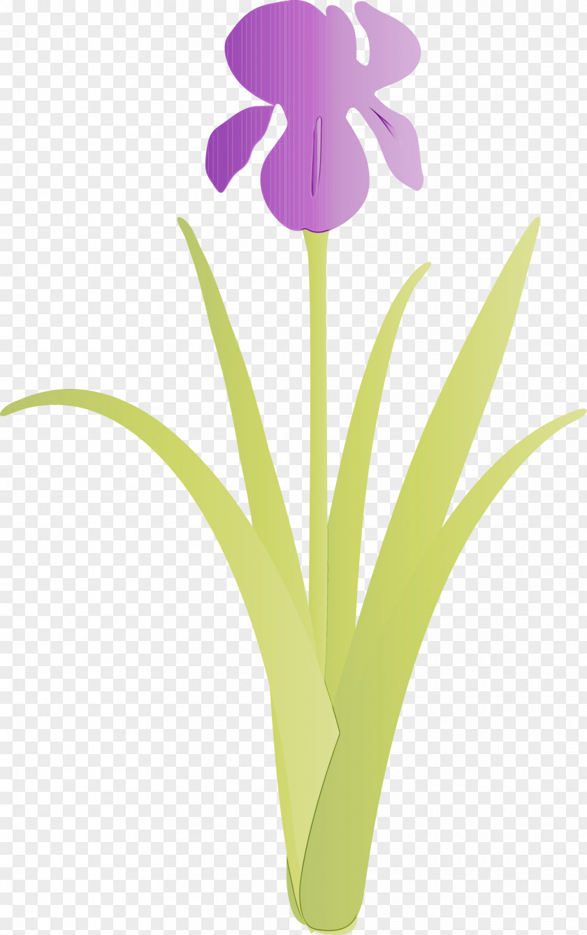 Flower Violet Plant Purple Iris PNG