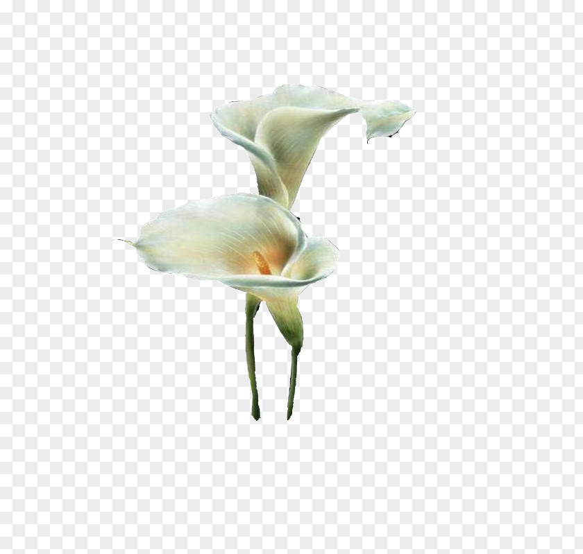 Flower PNG