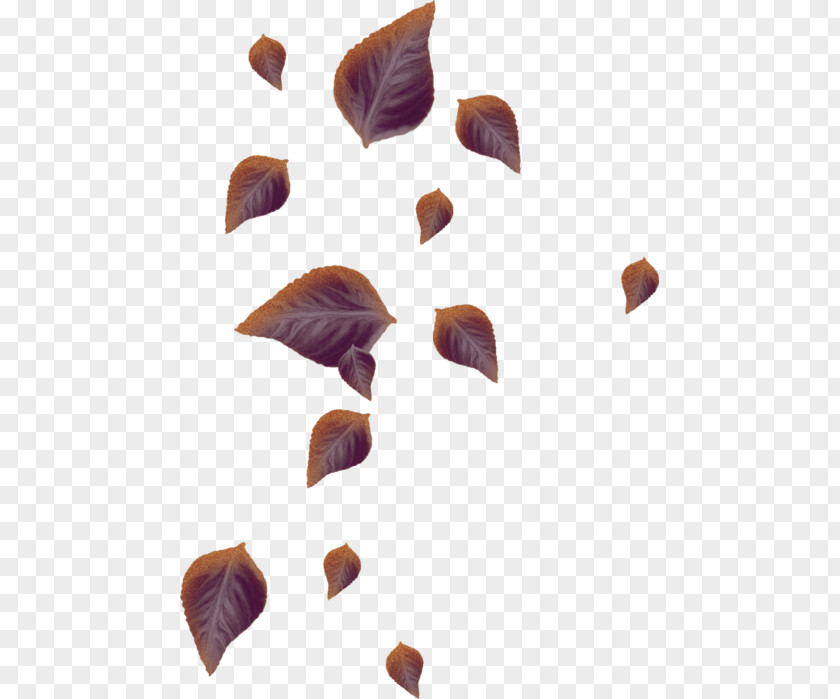 Leaf Deciduous Petal Tree PNG