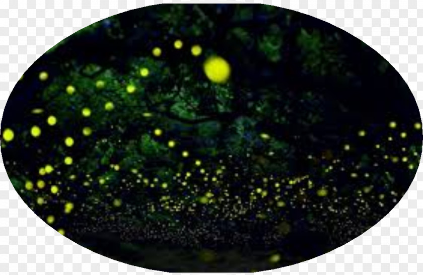 Light Time-lapse Photography Firefly PNG