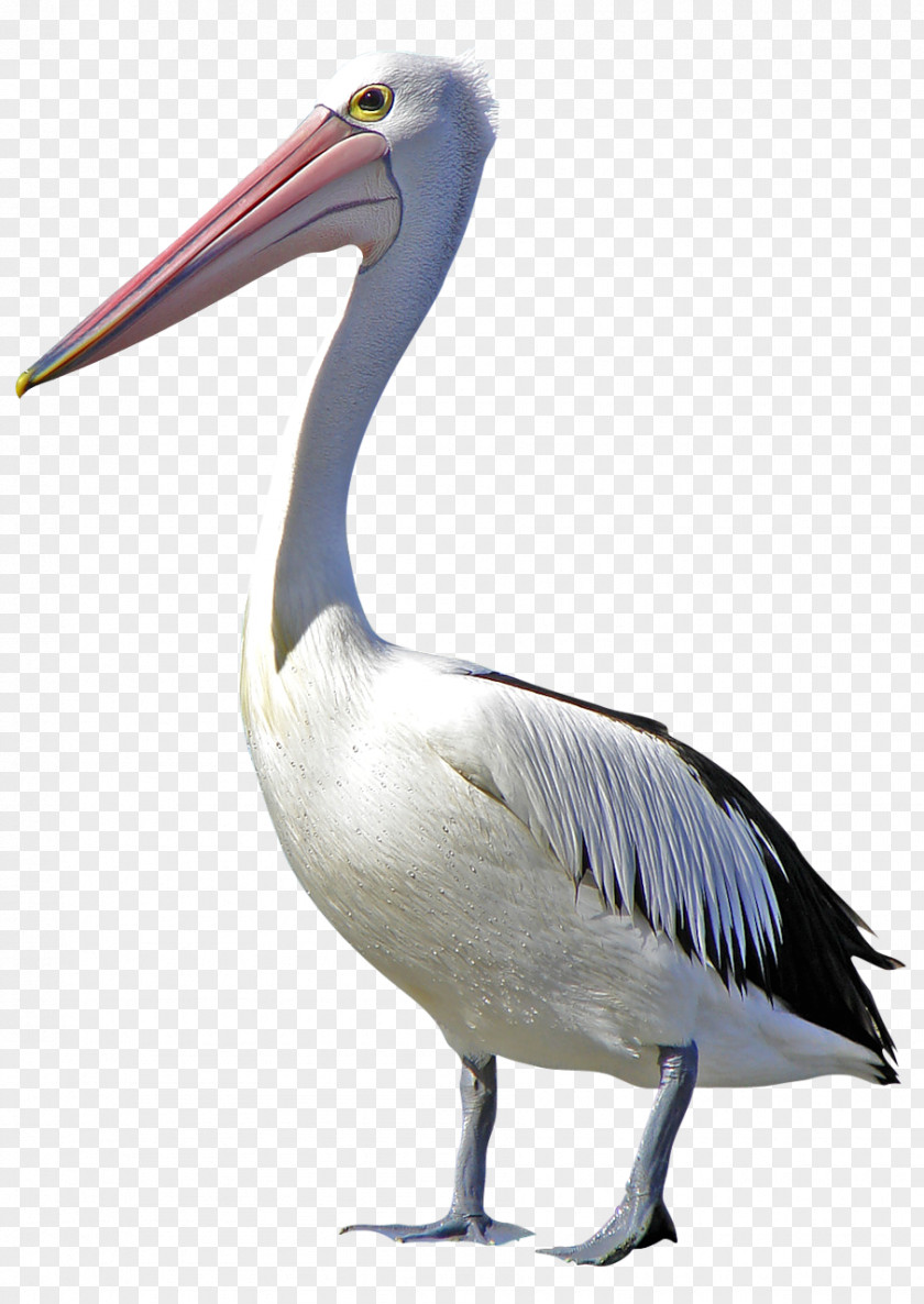 Long-billed Goose Pelican Bird Cygnini Duck PNG