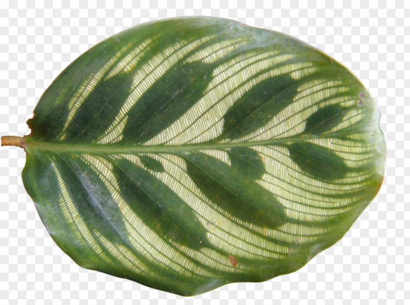 Tropical Leaves Plant Tropics Leaf PNG