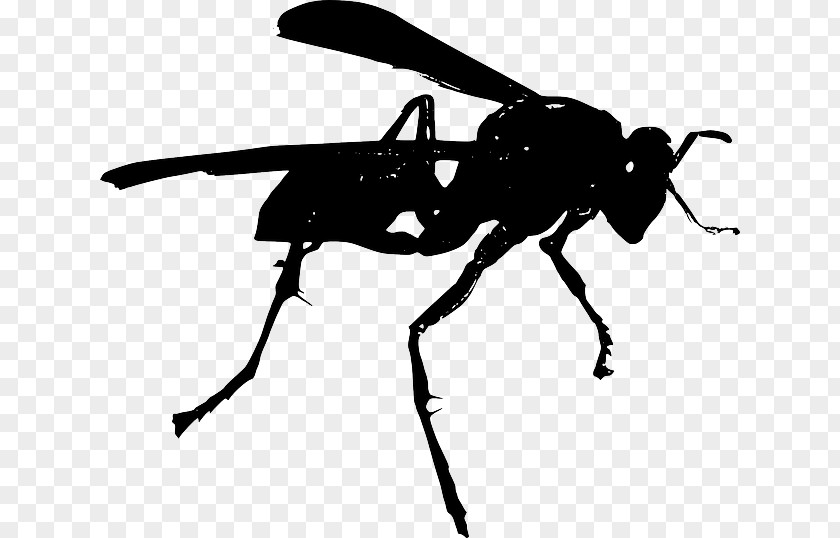 Insect Bee Hornet Wasp Clip Art PNG