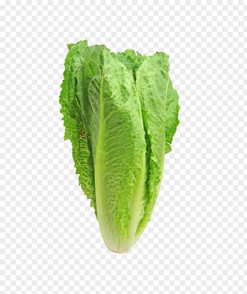 The Green Centers For Disease Control And Prevention Romaine Lettuce Caesar Salad PNG