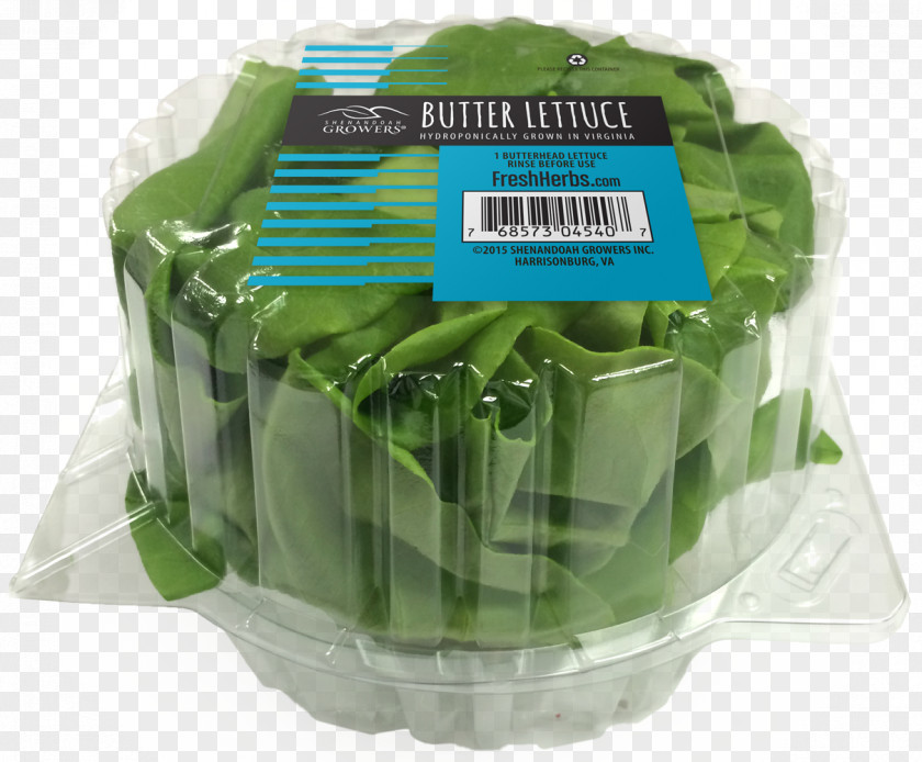 Butterhead Lettuce Leaf Hydroponics Vegetable Salad PNG