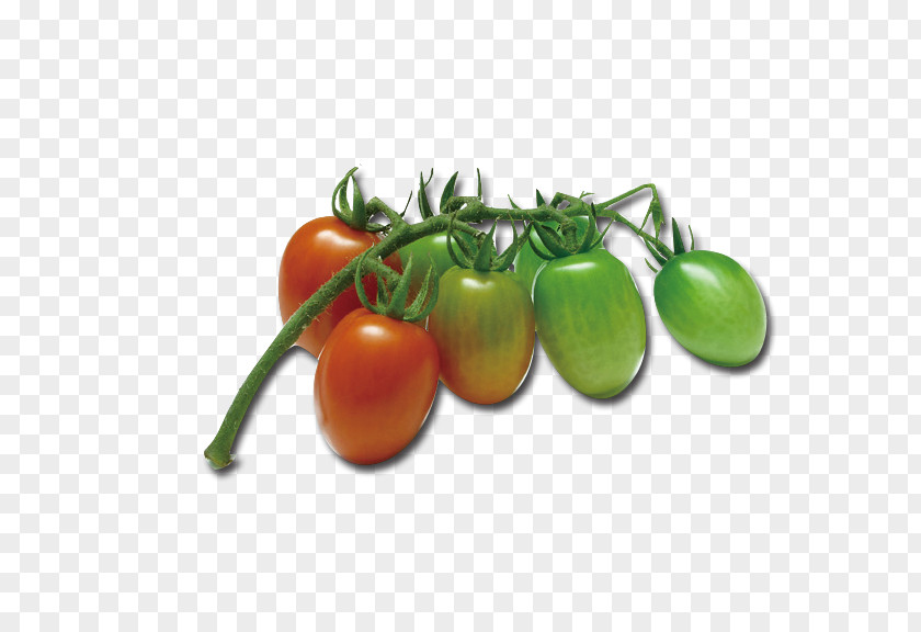 Cherry Tomatoes Tomato Bush Vegetable Food Fruit PNG