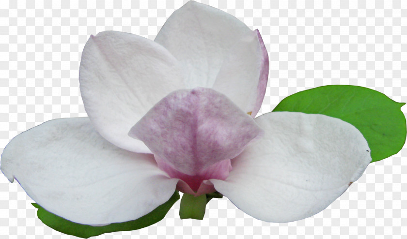 Flower Magnolia Flowering Plant PNG