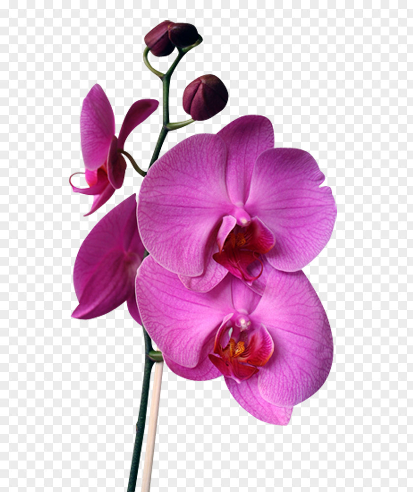 Flower Orchids Cattleya Walkeriana Intermedia Labiata PNG