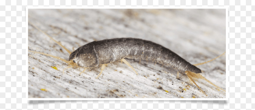 Insect Silverfish Pest Control Firebrat PNG
