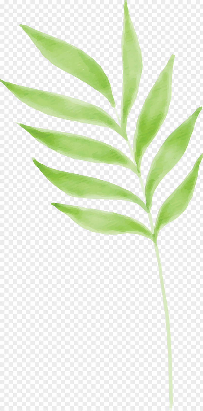 Leaf Plant Flower Stem Tree PNG