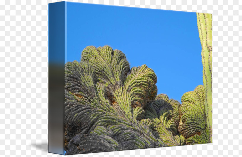 Saguaro Cactaceae Stock Photography Royalty Payment PNG