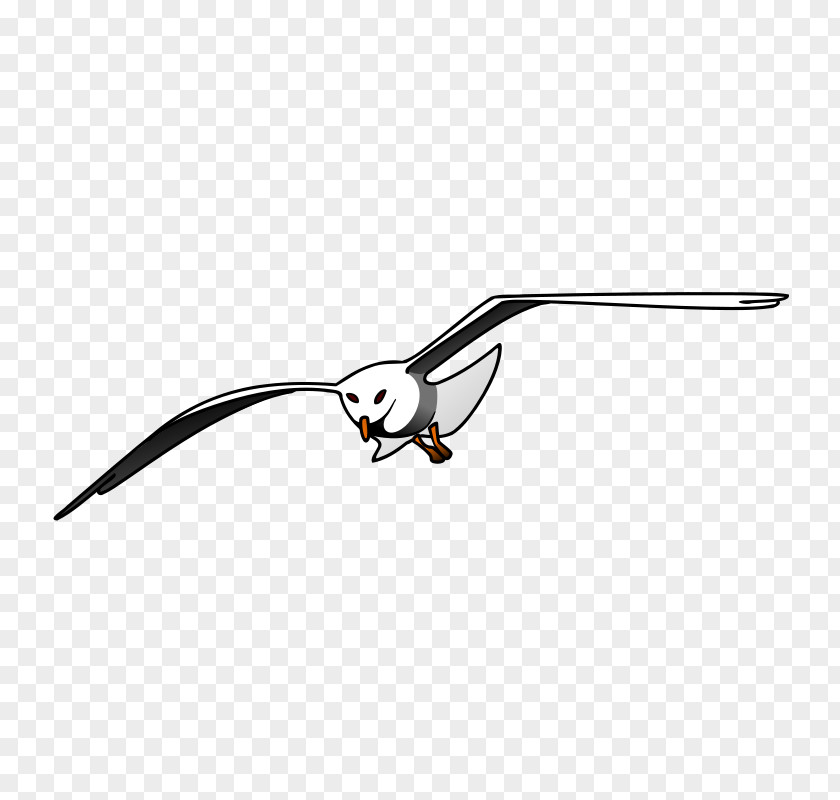 Seagull Graphics Gulls European Herring Gull Bird Clip Art PNG