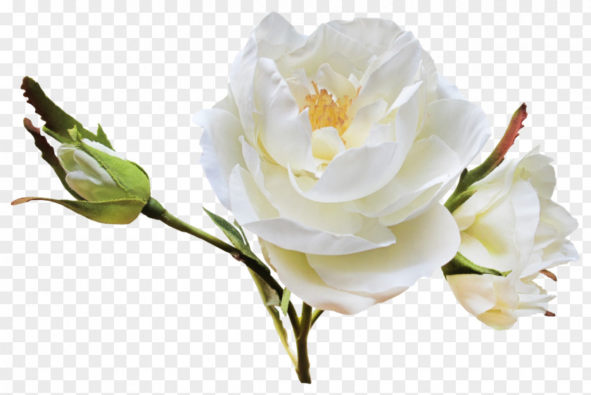 White Roses Flower Garden Centifolia Clip Art PNG