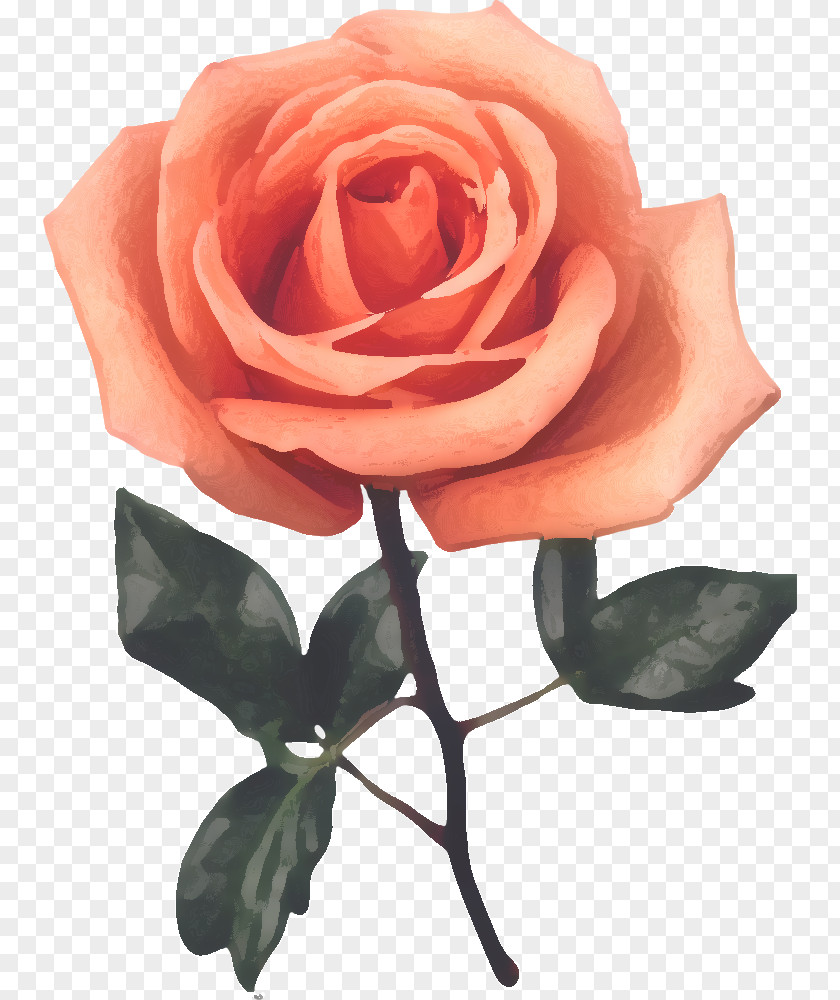 Flower Garden Roses Cabbage Rose Red Clip Art PNG
