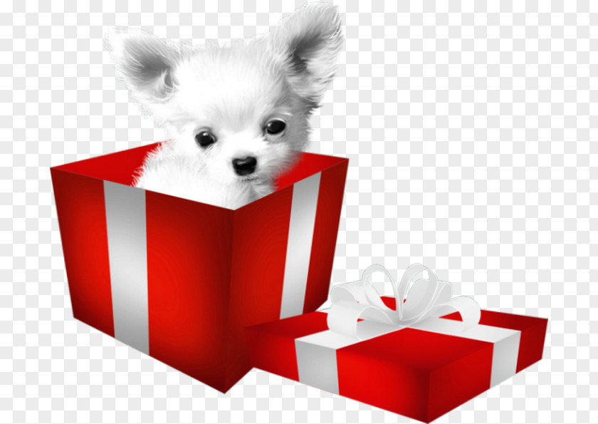 Puppy Pomeranian Dog Breed Clip Art PNG