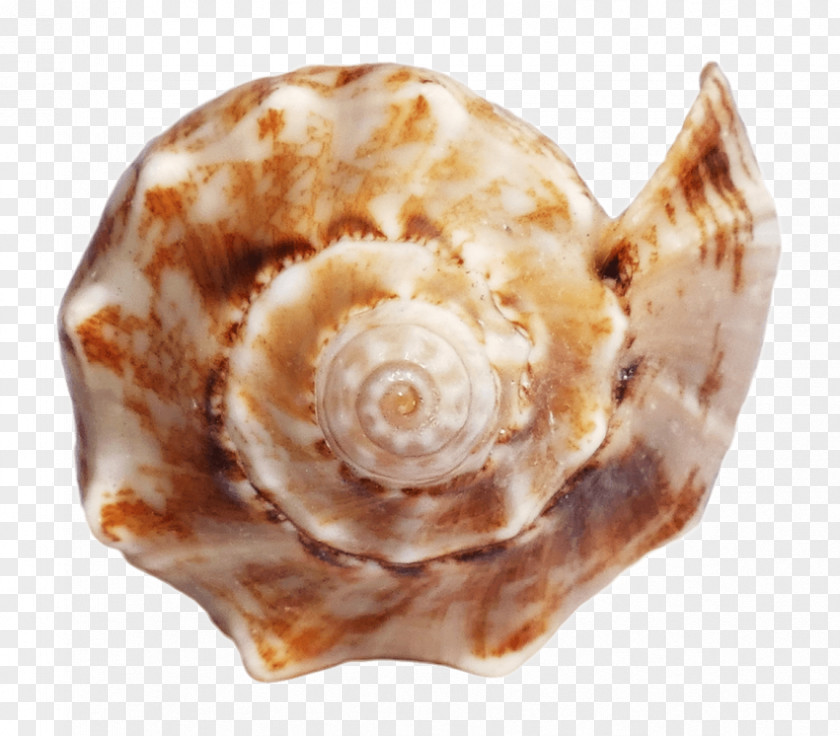 Seashell Conchology PNG