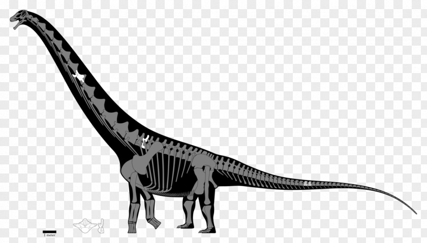 Skeleton Puertasaurus Argentinosaurus Late Cretaceous Futalognkosaurus Apatosaurus PNG