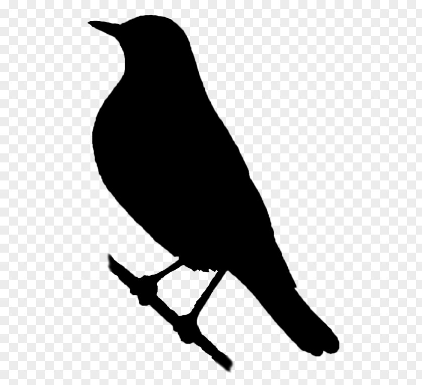 American Crow Sparrows Beak Clip Art Fauna PNG