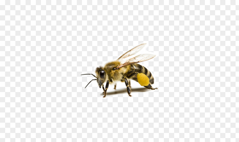 Bee Creative Photos Western Honey Beehive Beeswax Pollen PNG