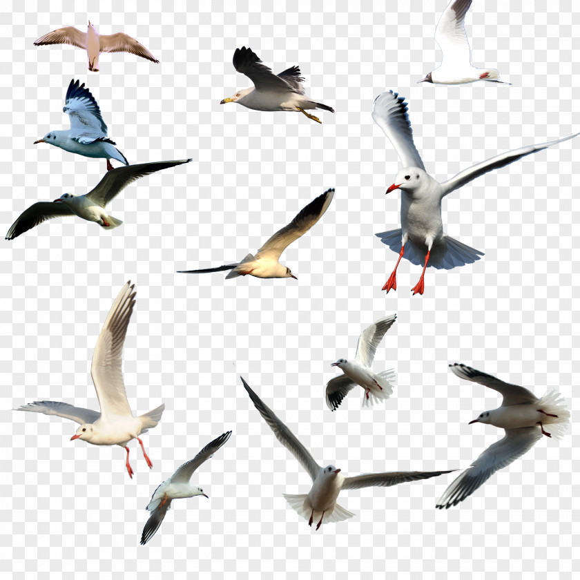 Bird Migration Flight Gulls Wader PNG