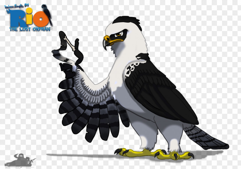 Eagle Vulture Fauna Beak PNG