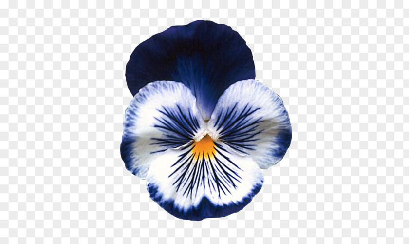 Flower Plants Pansy Garden Seed Annual Plant PNG
