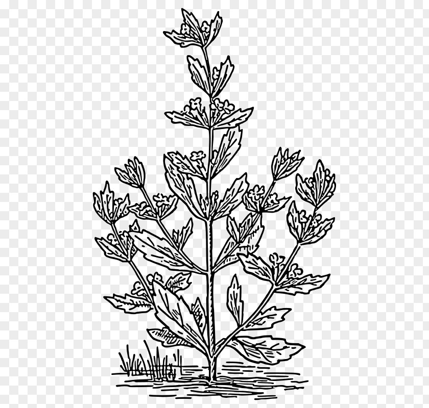 Plant Pennyroyal Drawing Mentha Spicata Coloring Book PNG