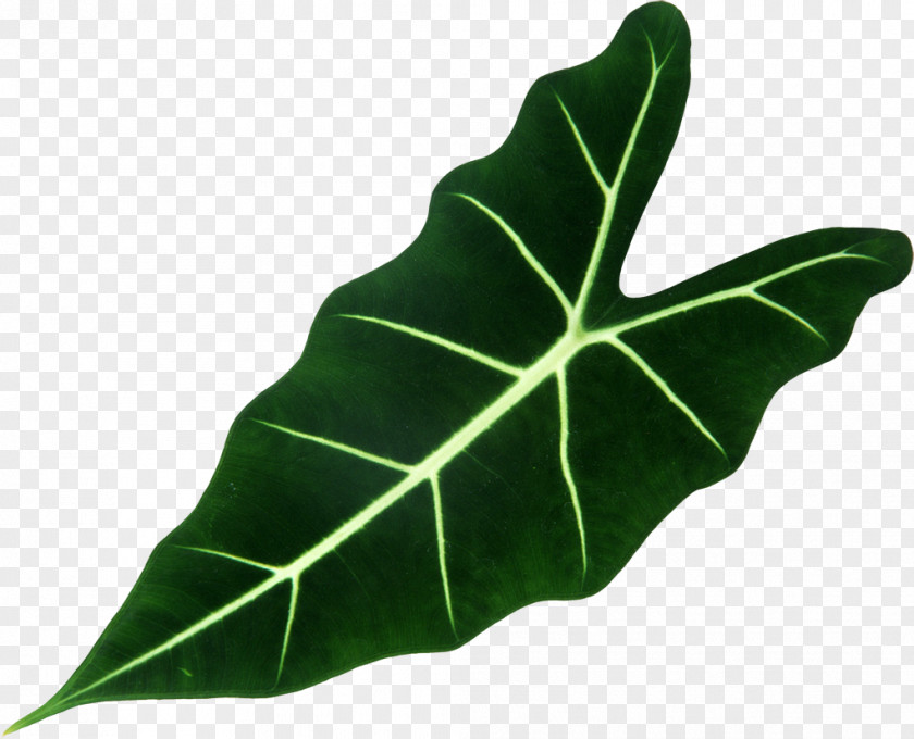 Banana Leaves Leaf Plant Shrub Vascular Bundle Root PNG