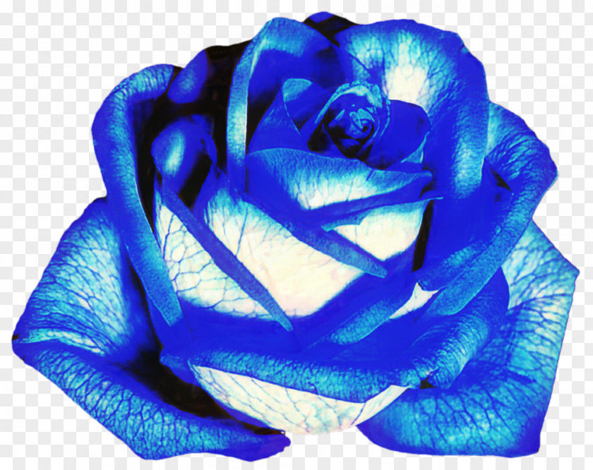 Blue Rose Garden Roses Flower PNG