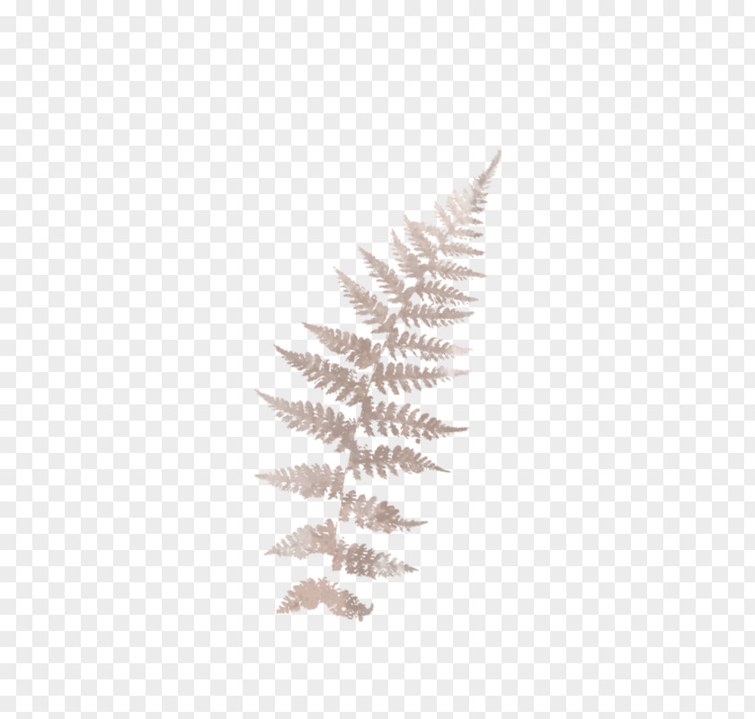 Fern Pine Family PNG