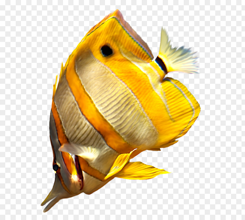 Fish Information Digital Image Clip Art PNG