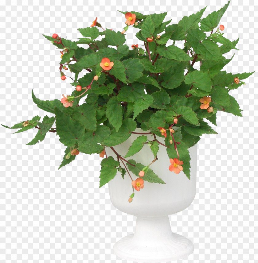 Flower Flowerpot Green Clip Art PNG